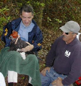 Gov. McGreevey with young eagle