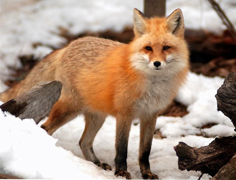 fox_gl.jpg