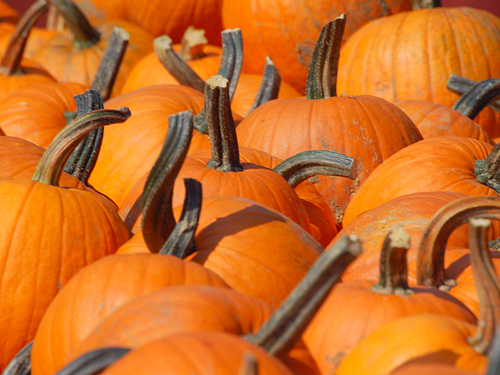 BPumpkins for sale at a roadside stand in Burlington County