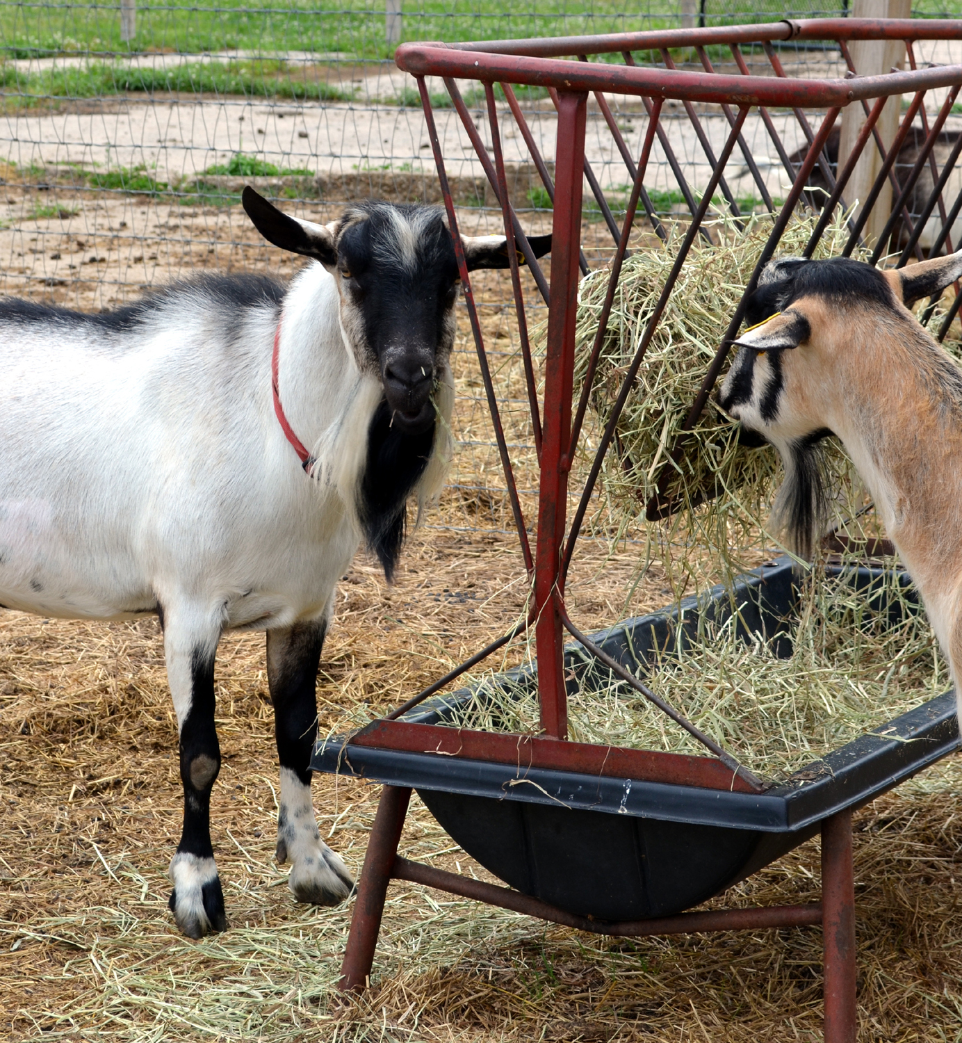 Njsaghap Nj Sheep And Goat Health. goat disease department of agriculture n...