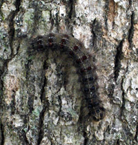 Photo of a Gypsy Moth Caterpillar