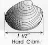 Hard clam