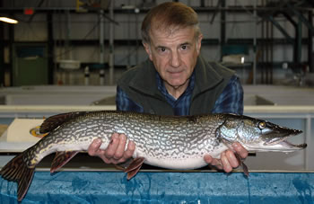 Author with pike broodstock fish