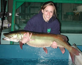 Large muskellunge
