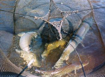 Trap net with muskies