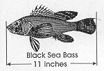 Black sea bass
