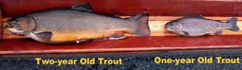 Comparing two and one-year old trout