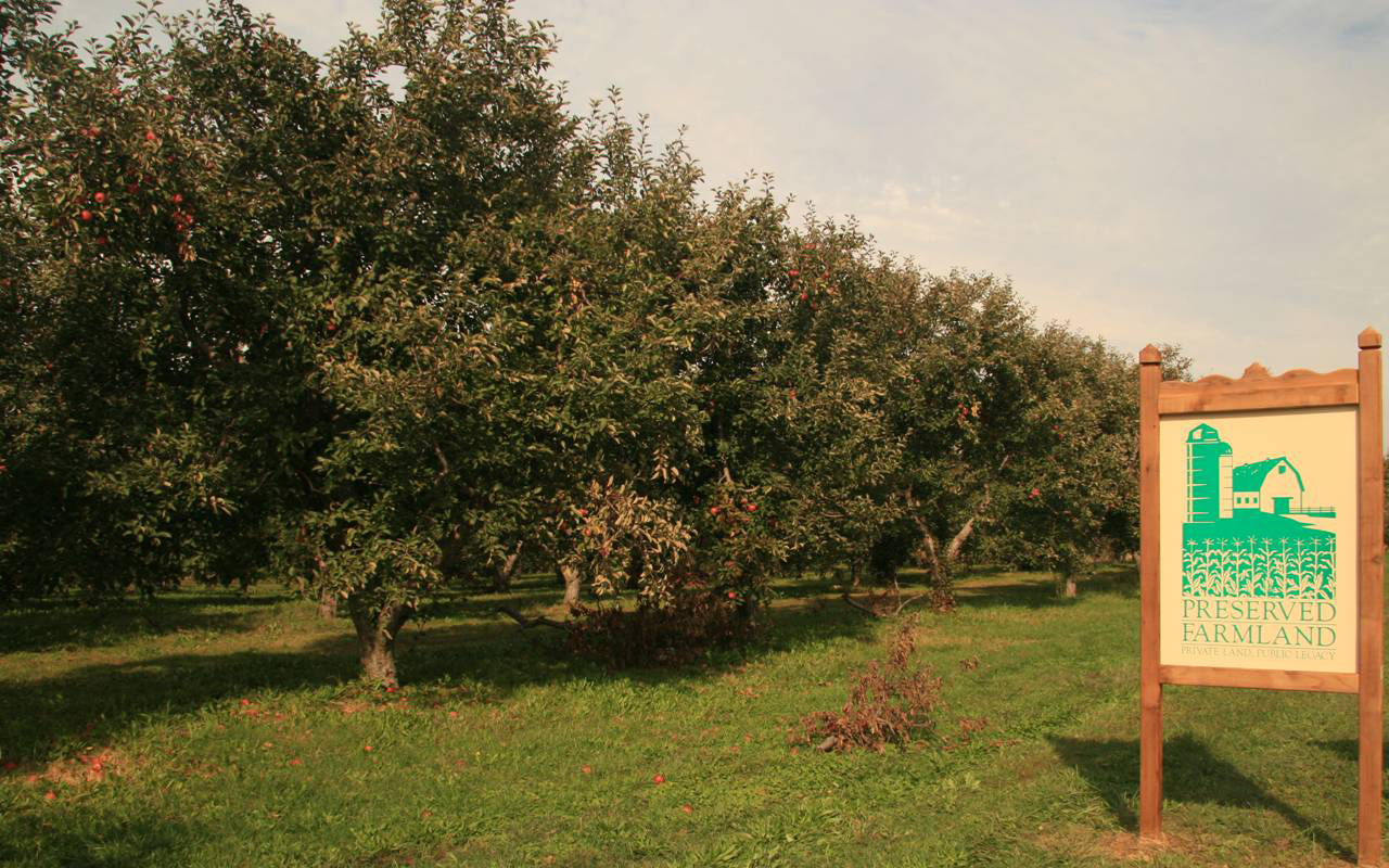 Apple trees at Schober Orchards