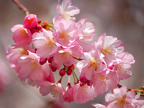 One of the many cherry blossoms on display in early spring at Branch Brook Park, Essex County