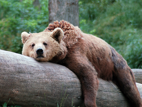 Sleepy European Brown Bear at Great Adventure Safari, Jackson, NJ
