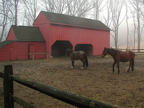 Horses by their stable at Jockey Hollow National Historic Area, Morris County
