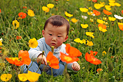 baby in field of flowers